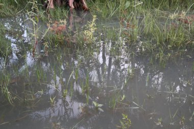Yeşil çimlerin üzerindeki su birikintisi