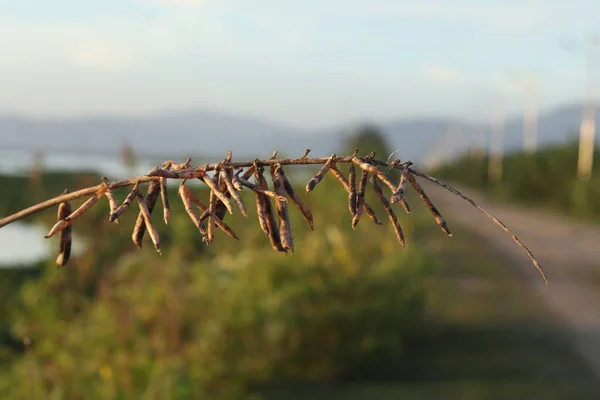 Arka planda bulanık bir bitki ve arka planda gökyüzü