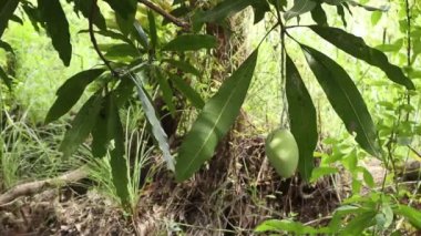 Closeup of mango fruit on a tree. Green Mango Fruit with Branches and Leaves