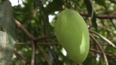Closeup of mango fruit on a tree. Green Mango Fruit with Branches and Leaves
