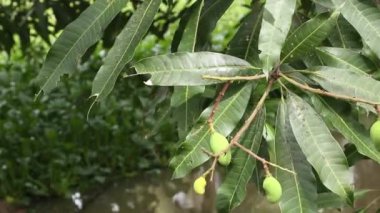 Closeup of mango fruit on a tree. Green Mango Fruit with Branches and Leaves