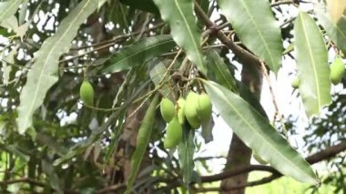 Closeup of mango fruit on a tree. Green Mango Fruit with Branches and Leaves