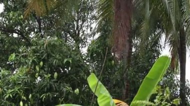 Mango trees that have started to bear fruit