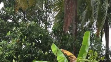 Mango trees that have started to bear fruit