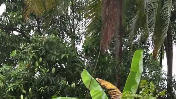 Meyve Vermeye Başlayan Mango Ağaçları — Stok video