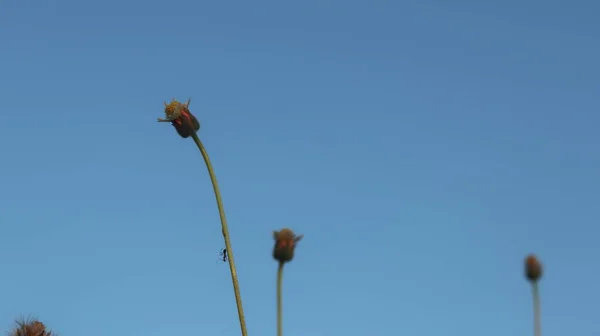 Blommor Himmel Bakgrund — Stockfoto