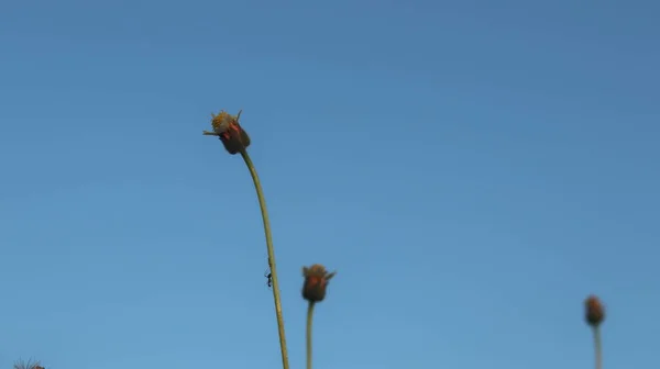 Цветы Фоне Неба — стоковое фото