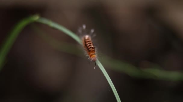 애벌레가 초록색 배경으로 가지에 미끄러지는 — 비디오