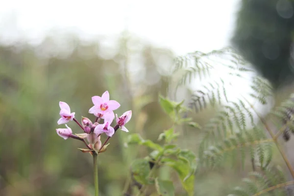 Pembe tropikal bir orkide bitkisinin ayrıntıları. Çiçek açmış orkideler.