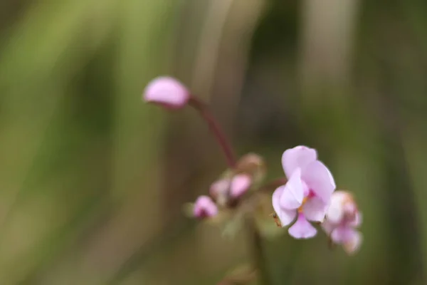Pembe tropikal bir orkide bitkisinin ayrıntıları. Çiçek açmış orkideler.