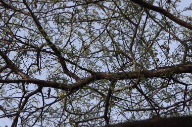 Öğleden sonra gökyüzünün arka planında ağaç dalı silueti