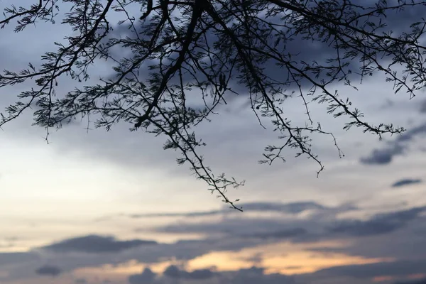 Δέντρο Σιλουέτα Κλαδί Στο Φόντο Του Απογευματινού Ουρανού — Φωτογραφία Αρχείου