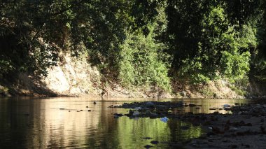 Yazın yeşil doğada su akıntısı