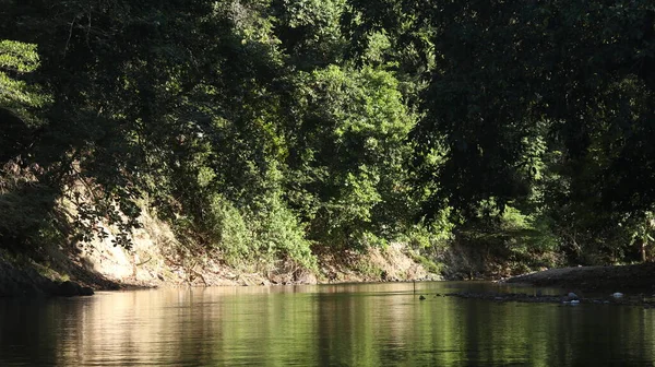 stock image Water stream in summer green nature