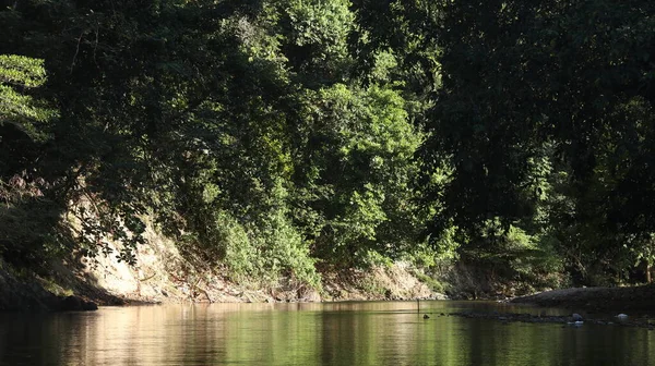 stock image Water stream in summer green nature