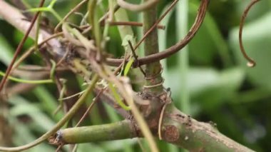 ants walking on tree branches