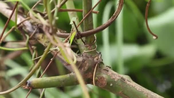 Ants Walking Tree Branches — Stok video