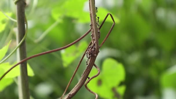 Ants Walking Tree Branches — Αρχείο Βίντεο