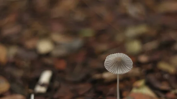 Little White Mushrooms Onder Bladeren Herfst Wazig Achtergrond — Stockfoto