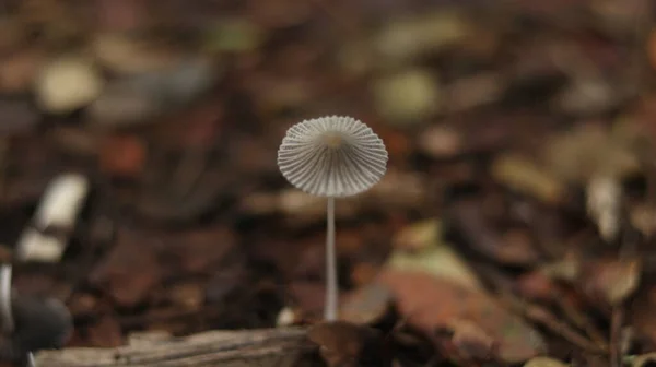 가을에 배경으로 사이에 버섯들 — 스톡 사진