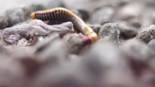 Milipede Amarillo Caminaba Por Comida Una Pequeña Pila Roca — Vídeos de Stock