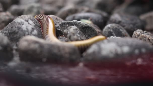 Milipede Jaune Marchait Pour Nourrir Dans Petit Tas Roche — Video