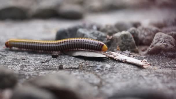 Der Gelbe Milipede Ging Auf Nahrungssuche Einem Kleinen Steinhaufen — Stockvideo