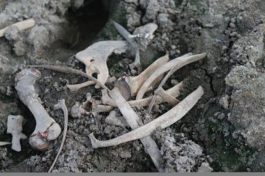 Çimenli ovada yatan inek kafatası. Kuru inek kafatası. Boğa veya inek kafatası