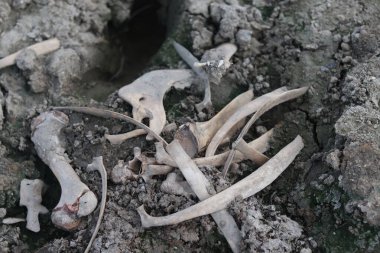 Çimenli ovada yatan inek kafatası. Kuru inek kafatası. Boğa veya inek kafatası