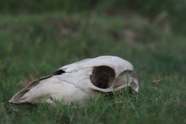 Çimenli ovada yatan inek kafatası. Kuru inek kafatası. Boğa veya inek kafatası