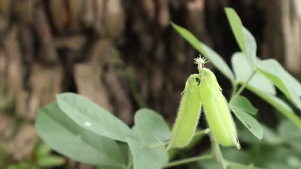 クロタリア パルリダ 庭で繁栄する若い花 — ストック動画