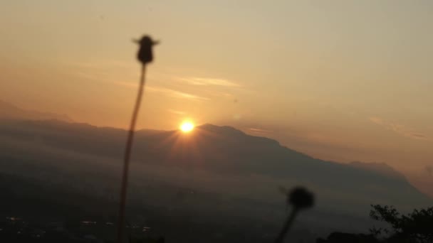 丘の上の日の出の背景に対する花のシルエット — ストック動画