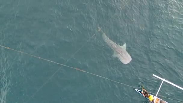 Letecký Pohled Velrybí Žraloky Hrající Turisty Lodi Turistická Atrakce Žraloka — Stock video