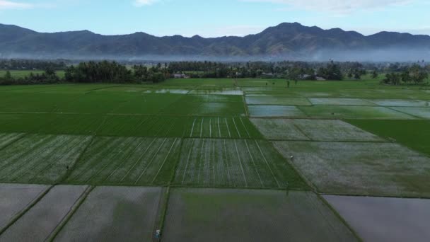 Letecký Pohled Rýžová Pole Letecký Pohled Zemědělství Rýžových Polích Určených — Stock video