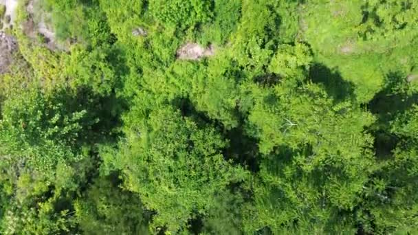 Εναέρια Άποψη Των Τροπικών Δασών Δάσος Βρίσκεται Στην Περιοχή Nani — Αρχείο Βίντεο