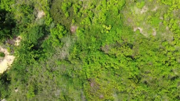 Pemandangan Udara Hutan Hujan Tropis Hutan Ini Berada Area Taman — Stok Video