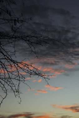 Öğleden sonra gökyüzünün arka planında ağaç dalı silueti