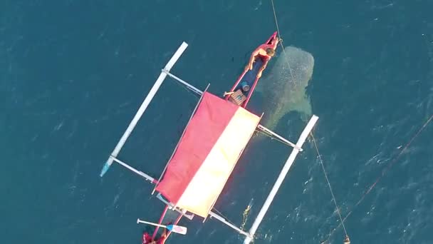 Vista Aérea Tubarões Baleia Brincando Com Turistas Barco Atração Turística — Vídeo de Stock