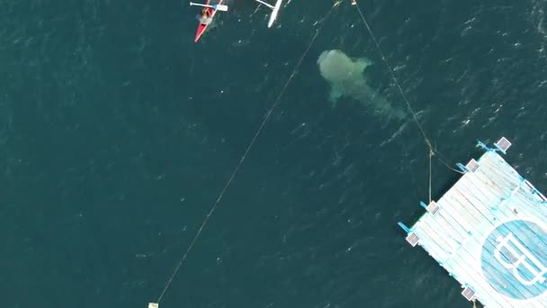 Vista Aérea Tubarões Baleia Brincando Com Turistas Barco Atração Turística — Vídeo de Stock