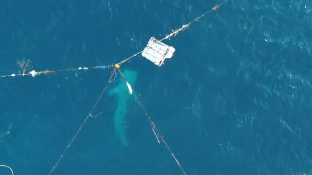 Αεροφωτογραφία Φαλαινών Καρχαριών Που Παίζουν Τουρίστες Στο Σκάφος Τουριστική Ατραξιόν — Αρχείο Βίντεο