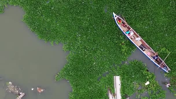 Вид Воздуха Лодку Пытающуюся Выбраться Осады Водных Гиацинтовых Заводов Покрывающих — стоковое видео