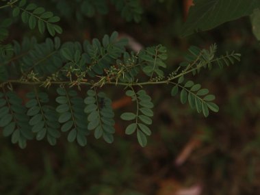 Bitkilerin ve yaprakların bitkisel arka planı. Yeşillik, doğal yeşillik. Yeşil bitki örtüsü arka planı
