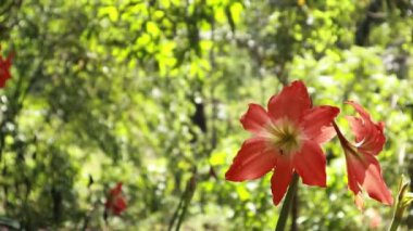 Hippeastrum puniceum 'un çiçek açması çok güzel. Hippeastrum 'da çiçekler ceza mezarı ya da bahçede yetişen Barbados zambağı.