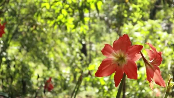 Hippeastrum Puniceum Full Bloom Very Beautiful Flowers Hippeastrum Puniceum Barbados — Stock Video