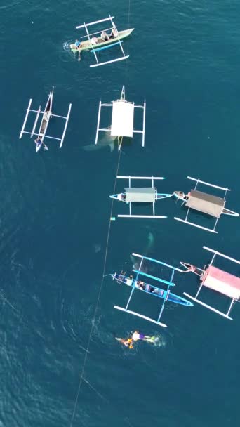 Függőleges Felvétel Bálna Cápák Kölcsönhatásban Turistákkal Egy Hajón Aerial View — Stock videók