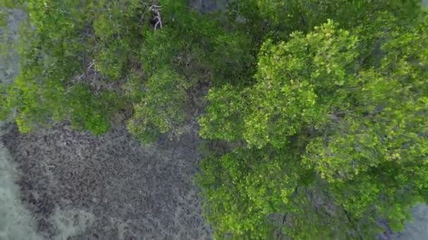 Luchtfoto Van Een Mangrove Boom Het Strand — Stockvideo