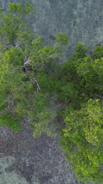 Filmagem Aérea Vertical Uma Árvore Mangue Praia — Vídeo de Stock