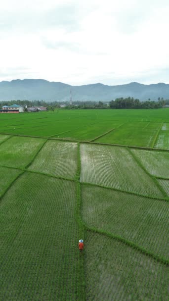 Függőleges Drónfelvételek Rice Fields Mezőgazdasági Termelőkről Bone Bolango Regency Gorontalo — Stock videók