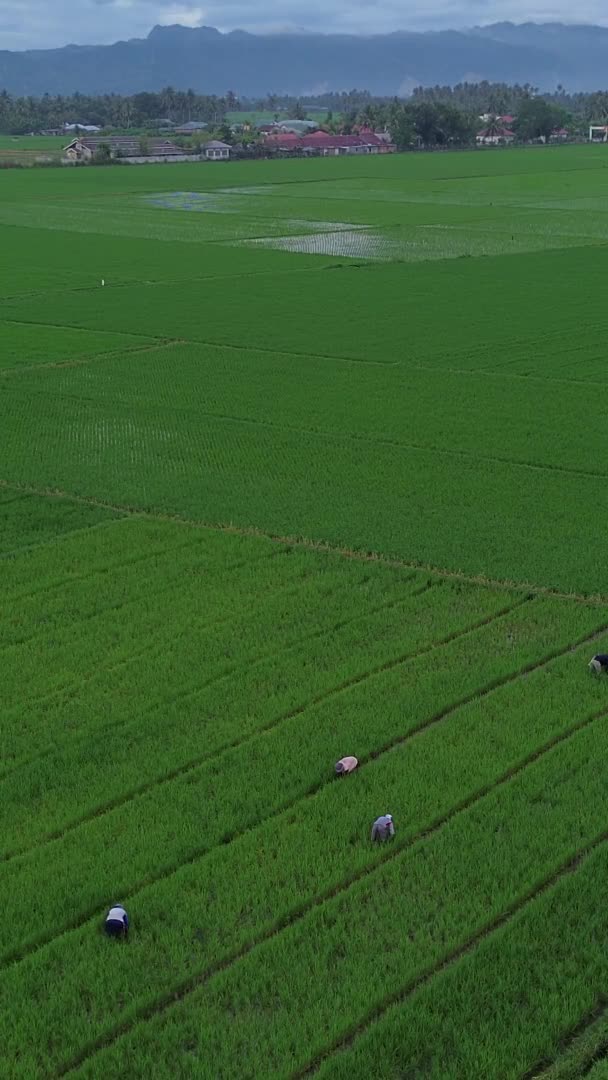Imágenes Verticales Drones Agricultores Campos Arroz Campo Bone Bolango Regency — Vídeos de Stock