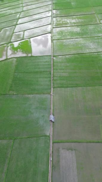 Vertical Drone Footage Rice Terraces Countryside Bone Bolango Regency Gorontalo — Wideo stockowe